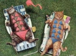 Gattine in bikini